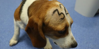 Rescatan a 4 mil beagles de ser enviados a laboratorios para experimentos beagles