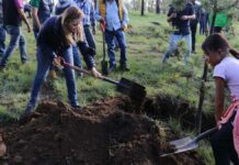Reforestan Cerro Zapotecas con más de 800 árboles Cerro