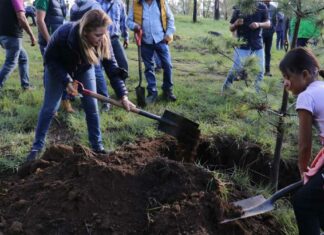 Reforestan Cerro Zapotecas con más de 800 árboles Cerro