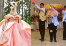 Organizan fiesta de xv años a perrita chihuahua
