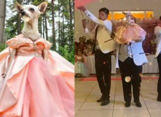 Organizan fiesta de xv años a perrita chihuahua