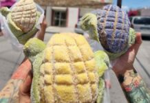 Conchelote, el pan dulce que es viral en redes sociales conchelote