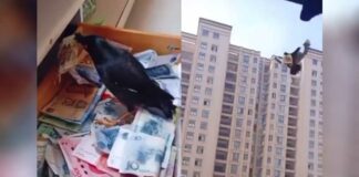 Cuervo roba dinero y se lo lleva a su dueño (Video) Cuervo