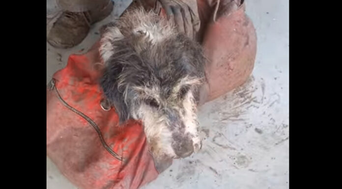 Exploradores rescatan en una cueva a perrita desparecida hace 2 meses exploradores