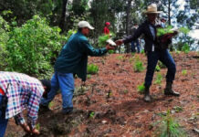 Gobierno anuncia plan millonario para reforestar ocho regiones de Puebla gobierno