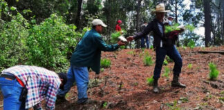 Gobierno anuncia plan millonario para reforestar ocho regiones de Puebla gobierno