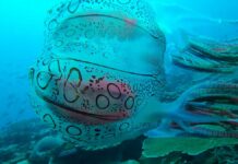 Captan a rara medusa en costas de Papúa Nueva Guinea medusa