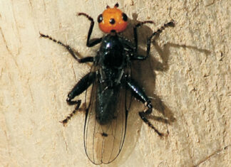 Alerta en Francia por moscas carnívoras; se creían extintas