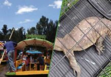Capturan reptil africano en canales de Xochimilco reptil