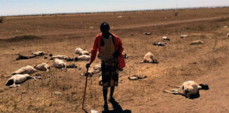 Sequía en Somalia ha desplazado a más de un millón de personas: ONU sequía