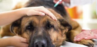 Misterioso virus mata a decenas de perros en Michigan virus