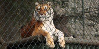 En la India mujer lucha con tigre para salvar a su bebé India