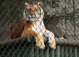 En la India mujer lucha con tigre para salvar a su bebé India