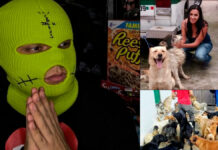 Apuesta al ‘Canelo’, gana y lo dona todo a perritos apuesta