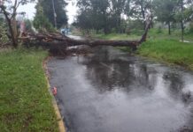 Otra vez caen árboles por fuerte lluvia en Puebla capital