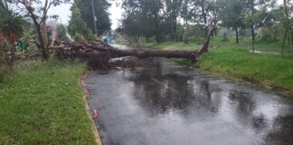 Otra vez caen árboles por fuerte lluvia en Puebla capital