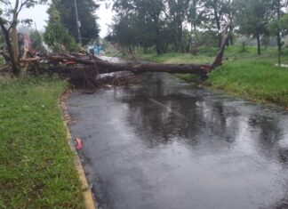 Otra vez caen árboles por fuerte lluvia en Puebla capital