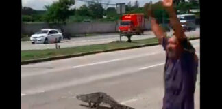 Cocodrilo cruza avenida en Tamaulipas y se vuelve viral cocodrilo