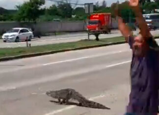 Cocodrilo cruza avenida en Tamaulipas y se vuelve viral cocodrilo