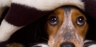 ¿Cómo protejo a mis perritos de los cohetes en estas fiestas patrias? como