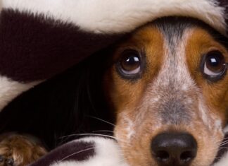 ¿Cómo protejo a mis perritos de los cohetes en estas fiestas patrias? como