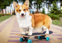 Corgis se cotizan tras muerte de Reina Isabel II; esto cuestan corgis