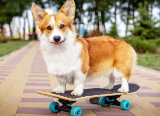 Corgis se cotizan tras muerte de Reina Isabel II; esto cuestan corgis