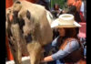 Diputada presenta iniciativa y lleva una vaca a San Lázaro diputada