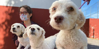 ¿Cuándo son las próximas jornadas de esterilización para mascotas en Cholula? esterilización