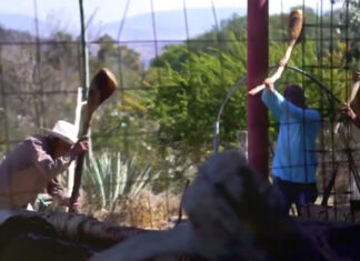 Gobierno estatal cree en el campo y lo fortalece: Barbosa gobierno