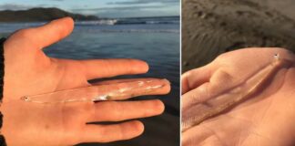 Pez transparente es hallado por mujer en playa de Tasmania pez
