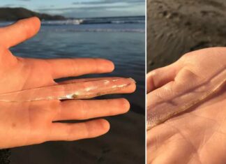 Pez transparente es hallado por mujer en playa de Tasmania pez