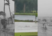 Tiburón nada entre las calles de Florida tras paso de ‘Ian’ tiburón