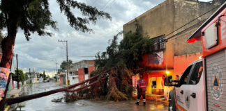 Ayuntamiento atiende 7 reportes por caída de árboles en Puebla Ayuntamiento