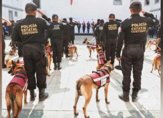 Binomios caninos refuerzan centros penitenciarios de Puebla Binomios
