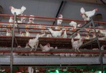 Puebla sin afectaciones en granjas por gripe aviar México