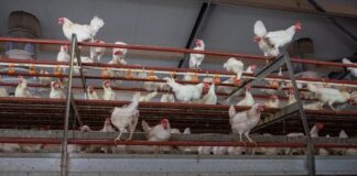 México implementa vigilancia epidemiológica por caso de gripe aviar México