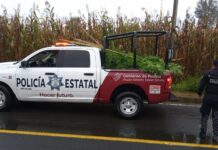Policía Estatal asegura plantas de marihuana en Chignautla