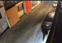 Perros frustran robo a su casa habitación en Saltillo