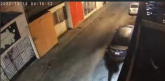 Perros frustran robo a su casa habitación en Saltillo