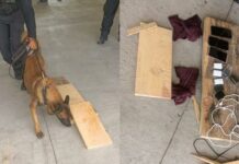 Oficial canino impide ingreso de celulares escondidos a Cereso de Tepexi