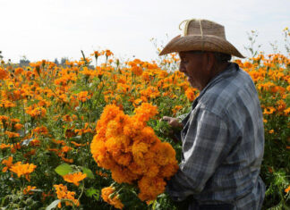 Cosecha de flores de Día de Muertos inicia en San Pedro Cholula cosecha