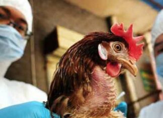 Detectan primer caso de influenza aviar AH5N1 en México