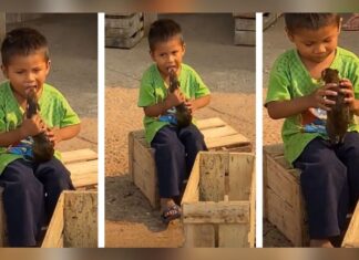Niño se vuelve viral en TikTok por besar exótica mascota tiktok