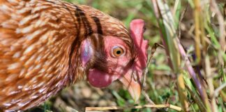 Avicultores poblanos, pendientes ante gripe aviar Avicultores