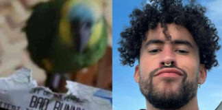 Loro destruye boleto para concierto de Bad Bunny Loro