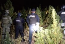Aseguran plantas de marihuana en San Andrés Azumiatla Marihuana