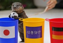 Nutria predice la victoria de Japón contra Alemania Nutria