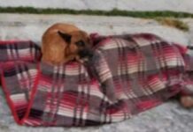Perrito resguarda cadáver de su dueño en colonia Solidaridad Perrito