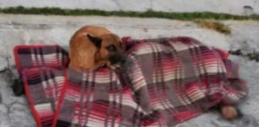 Perrito